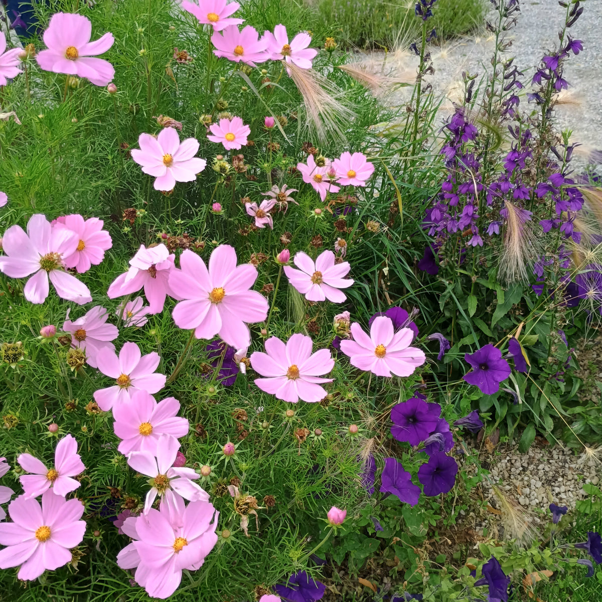 A close-up garden bed filled with light pink cosmos flowers, purple petunias, and green foliage, with a small patch of gravel visible on the right.